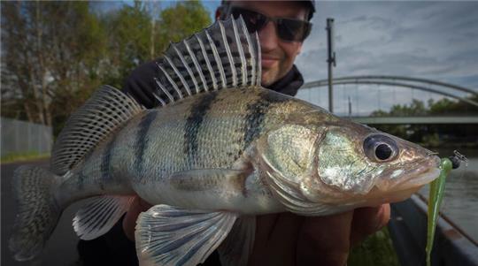 Dieses Foto zeigt einen im Mittellandkanal gefangenen Wolgazander. Auffällig ist sein markantes Streifenmuster, das bis zum Bauch reicht.