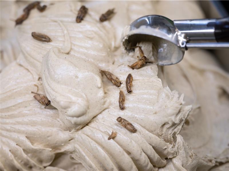 Protein-Snack Insekten auf Eis – bald auch im Kreis Stade? Dieses Grilleneis besteht zum Teil aus Grillenmehl und ist mit getrockneten Heimchen dekoriert. Foto: Marijan Murat/dpa