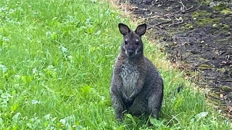 Dieses Känguru ist im Sommer in Hemmoor ausgebüxt und lief drei Wochen frei herum. Dann wurde es gefangen. Im Cuxland geriet jetzt ein Tier in einen Maishäcksler.