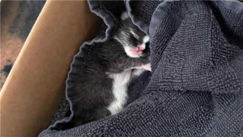 Tot im Stoffbeutel: Katzenbabys herzlos in Nordenham ausgesetzt Dieses Katzenbaby fanden Spaziergänger auf dem Weg zwischen dem Atenser Kindergarten und dem Störtebekerbad in einem Gebüsch.