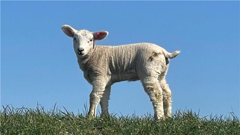 Dieses Lamm ist rund zwei Wochen alt. Foto: Krabbenhoeft