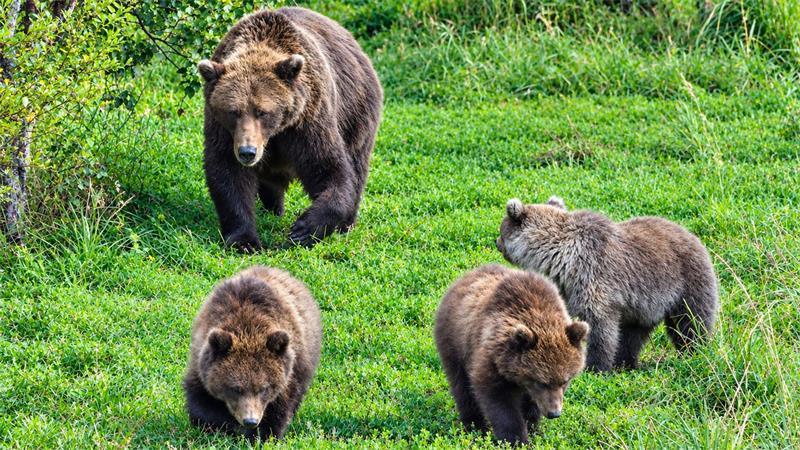 „Fat Bear“-Wettbewerb in Alaska: „Chunk“ wieder im Rennen Dieses Muttertier zählt zu den kräftigsten Bären am Brooks River im Katmai-Nationalpark.