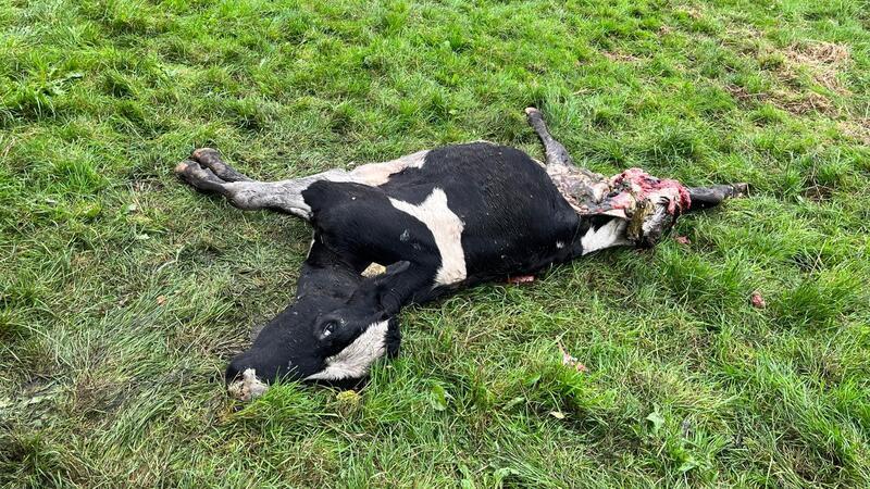 Dieses Rind starb einem Wolfsangriff in Stade-Wiepenhathen im vergangenen Jahr.