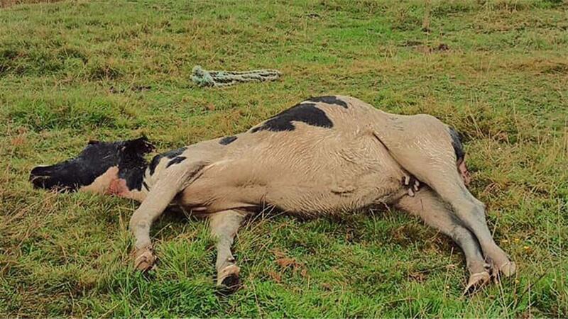 Dieses Rind war in einen Graben gehetzt und dort angefressen worden.