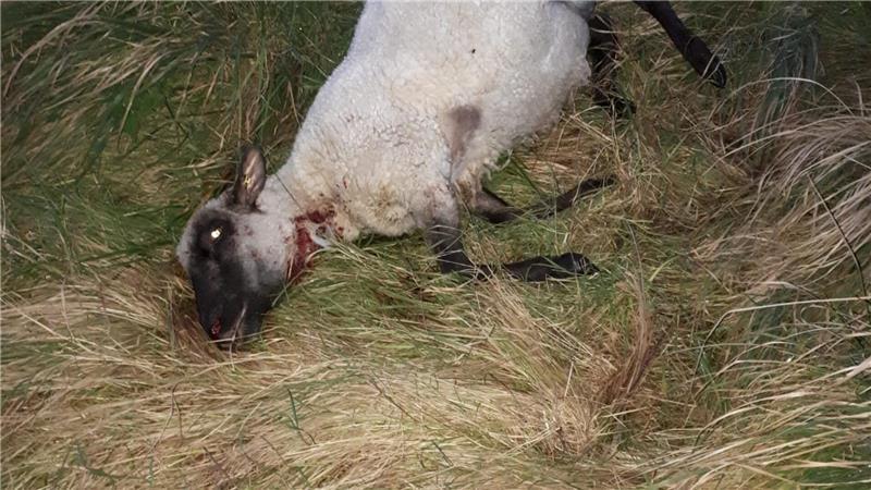 War es wieder der Wolf? Drei Schafe im Stader Nachbarkreis getötet Dieses Schaf wurde in dieser Woche mit einem Kehlbiss auf einer Weide am Rande der Ortschaft Misselwarden getötet.