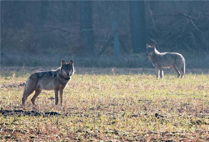 Dieses Symbolbild von zwei Wölfen stammt aus Munster. Dort wurde 2011 das erste Wolfsterritorium in Niedersachsen nach der Ausrottung im 19. Jahrhundert nachgewiesen. Foto: dpa
