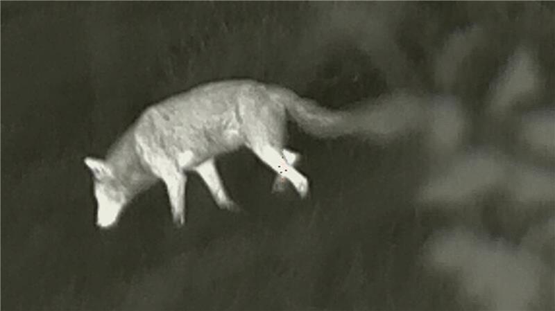 Dieses Wolfsbild ist in der Nähe von Drochtersen im September mit einer Wärmebildkamera aufgenommen worden.