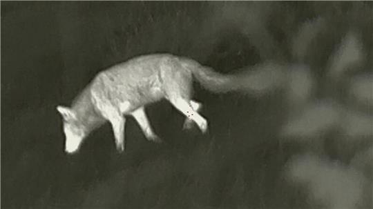 Dieses Wolfsbild ist in der Nähe von Drochtersen im September mit einer Wärmebildkamera aufgenommen worden.