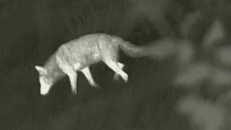 Neuer Vorschlag zum Wolf-Schnellabschuss: Das sind die Meinungen aus der Region Dieses Wolfsbild ist in der Nähe von Drochtersen im September mit einer Wärmebildkamera aufgenommen.
