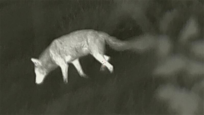 Dieses Wolfsbild ist in der Nähe von Drochtersen im September mit einer Wärmebildkamera aufgenommen.