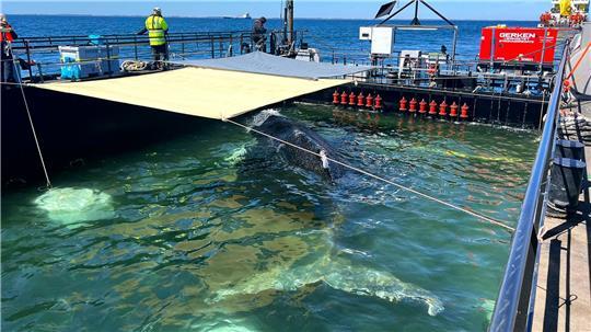 Dieses von der Rettungsinitiative zur Verfügung gestellte Foto zeigt den Buckelwal in einem gefluteten Lastschiff in der Ostsee. 