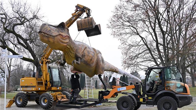 Dino am Haken: Die Nachbildung eines Tyrannosaurus Rex wird für die Ausstellung „Dino Lights“ in Erfurt aufgebaut.