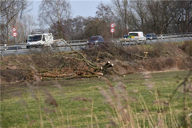 Direkt an der vorhandenen Ostebrücke der B 73 bei Hechthausen wurden Bäume gefällt, um die Gründungsmaßnahmen für den Ersatzbau zu ermöglichen. Foto: Schröder