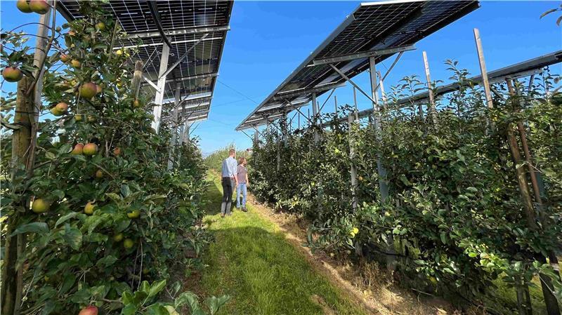 Energiewende mit Agri-PV: Doppelte Ernte für Obstbauern an der Niederelbe Doppelte Ernte: Blick auf die Agri-PV-Anlage auf der Plantage des Obstbauzentrums Esteburg in Jork-Moorende.