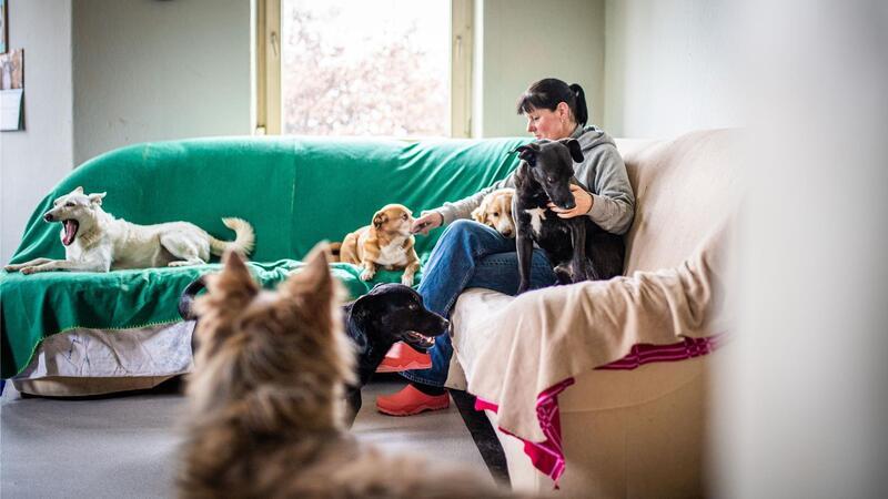 Doris Urban rettet Hunde vorm drohenden Tod Doris Urban nimmt über „Born to live“, einem Verein für Auslandstierschutz, ungarische Hunde bei sich auf, die ansonsten getötet werden würden. In Deutschland sollen sie an neue Besitzer weiter vermittelt werden. Damit beide Seiten gucken können, ob die Harmonie stimmt, dürfen die Hunde bei potenziellen Familien Probewohnen.