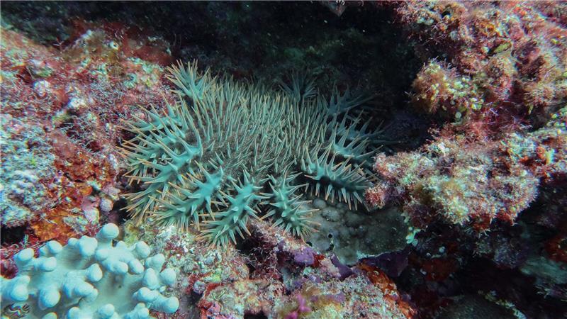 Riff am Limit: Great Barrier Reef verliert massiv Korallen Dornenkronenseesterne sind gefräßig und können - wenn sie in Massen auftreten - innerhalb kurzer Zeit große Flächen eines Riffs kahlfressen.