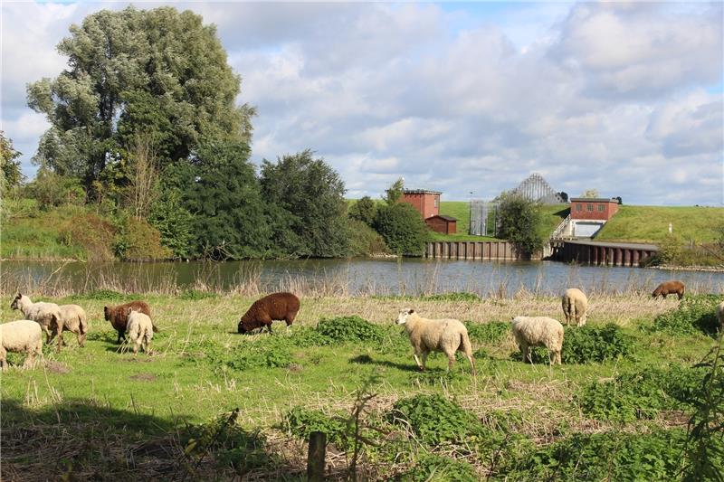 Dort, wo heute die Gefängnisinsel Hahnöfersand (im Hintergrund ist das Osttor zu sehen) liegt, hat einst das mit dem Festland vereinte Dorf Zesterfleth gestanden. Eine verheerende Sturmflut im 14. Jahrhundert zerstörte das Dorf mitsamt der Kirche. Fotos: Richter