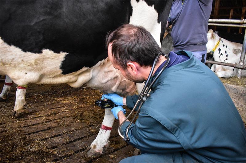 Erna geht's schlecht - doch Oldendorfs Rinderarzt hilft der kranken Kuh Dr. Gerrit Pöhlmann von der Rinderpraxis Oldendorf melkt die an einer Mastitis leidende Erna, um sich ein Bild von ihrer Milch zu machen. Mit Krankheiten wie dieser hat er es häufig zu tun.
