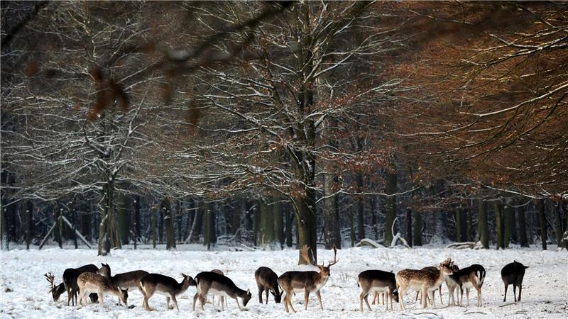 Drei Damwildhirsche haben im Wildpark Klövensteen ein neues Zuhause gefunden. (Symbolbild)