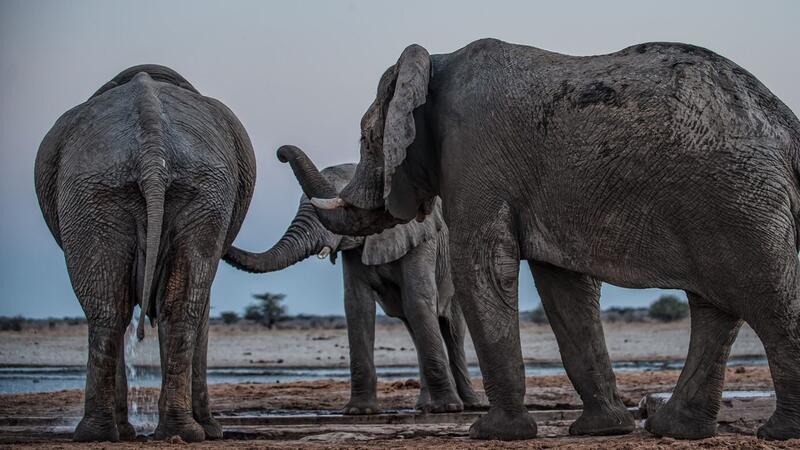 Drei Elefantenmännchen begrüßen sich am Mushara-Wasserloch in Namibia.