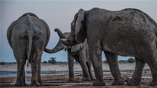 Drei Elefantenmännchen begrüßen sich am Mushara-Wasserloch in Namibia.