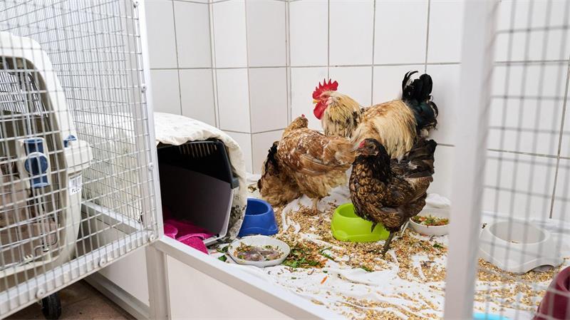 Drei Hühner und ein Hahn sitzen in der Quarantänestation des Tierheims Bremen. 