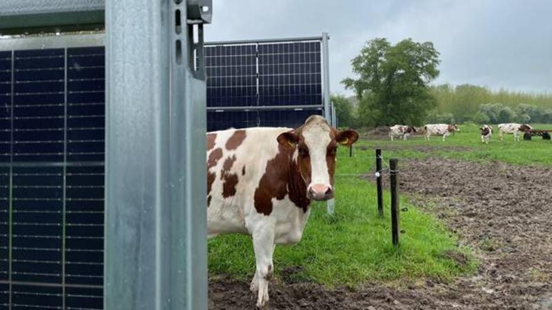 Drei Meter hohe beidseitige Agri-PV-Module ermöglichen weiterhin die landwirtschaftliche Nutzung.