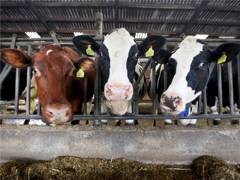 Drei Milchkühe stehen in ihrem Stall. Foto: Roland Weihrauch/dpa
