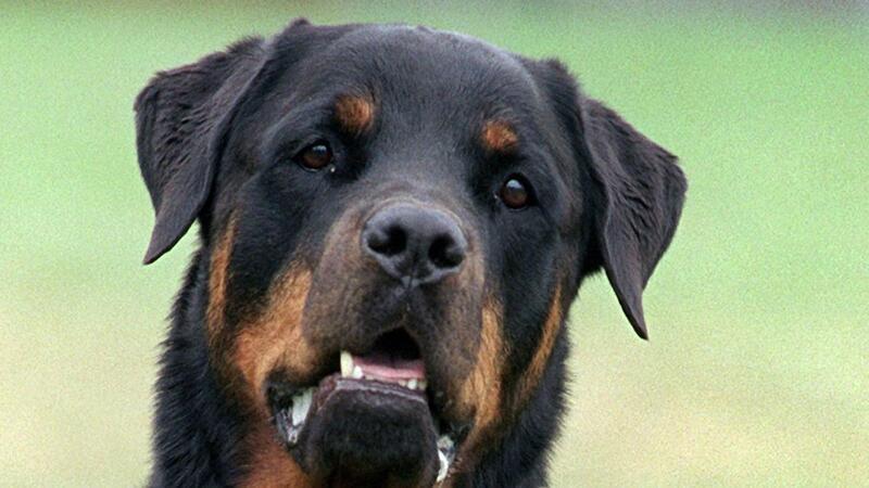 Drei Rottweiler haben in Italien einen Jogger zu Tode gebissen. (Symbolbild)