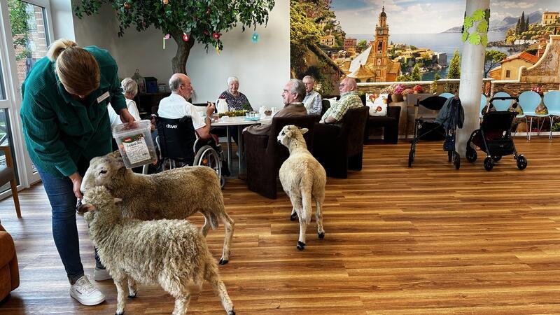Esel, Schaf und Co. besuchen Senioren in Drochtersen Drei Schafe im Raum der Tagespflege.