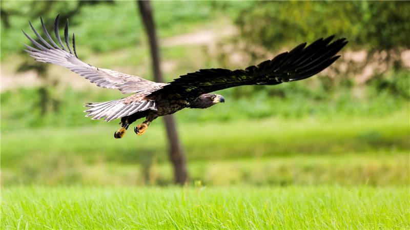 Drei Seeadler-Paare leben in Hamburg (Archivbild).