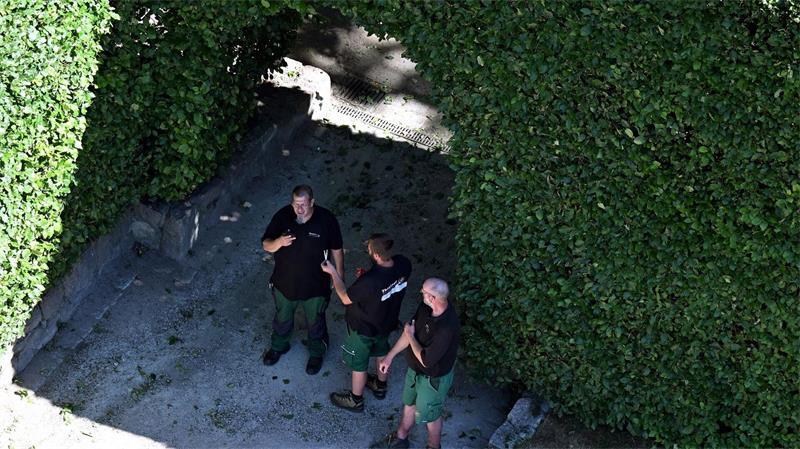 100 Jahre alt – Hecke macht Stadtpark-Open-Air einzigartig Drei Tage lang sind sechs Mitarbeiter mit der Pflege der Anlage betraut.
