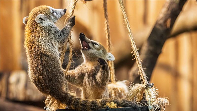 Hessischer Zoo zeigt Nachwuchs von Weißrüssel-Nasenbären Drei kleine Bären mit weißer Schnauze sind jetzt für Zoobesucher zu sehen (Handout-Foto)