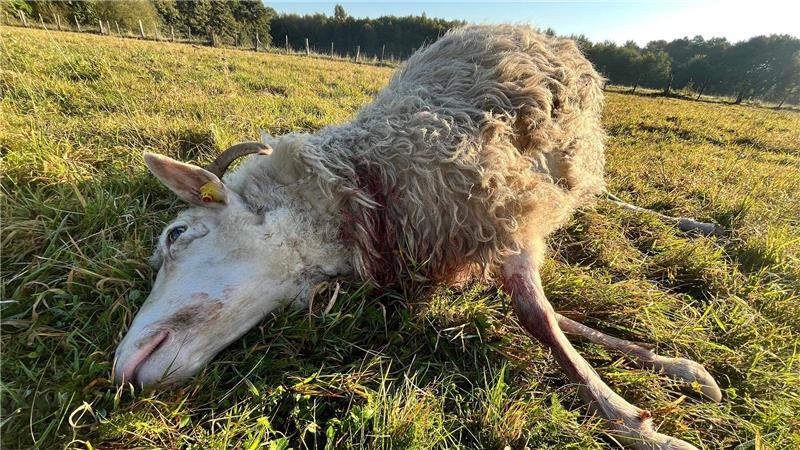 Wölfe töten bedrohte Heidschnuckenart bei Mulsum – Züchter will aufgeben Drei weiße gehörnte Heidschnucken lagen tot auf der Weide.