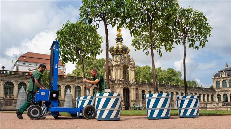Dresden: Orangenbäumchen kehren nach fünf Jahren ins Sommerquartier im Zwinger-Innenhof zurück