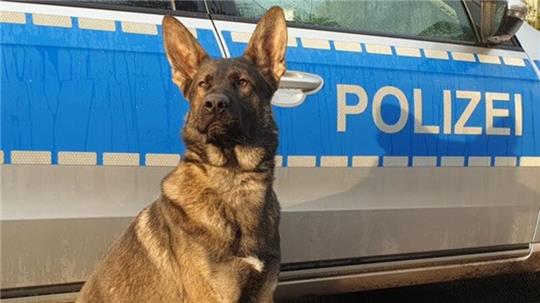 Drogenspürhund Zack