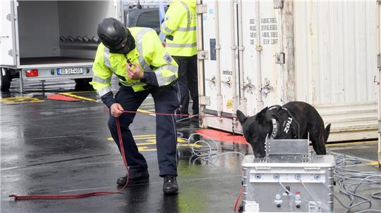 Drogenspürhund im Hafen im Einsatz. Foto: Scheer