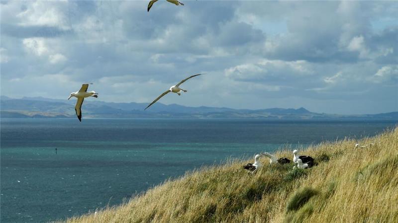 Neuseeland: Drei-Minuten-Kuschellimit am Airport geht viral Dunedin ist für seine herrlichen Landschaften und seine Artenvielfalt bekannt. (Archivbild)