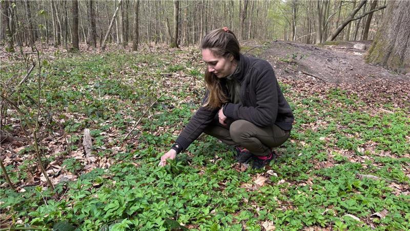 Dunja Kölln kennt sich mit den Pflanzen des Waldes aus.