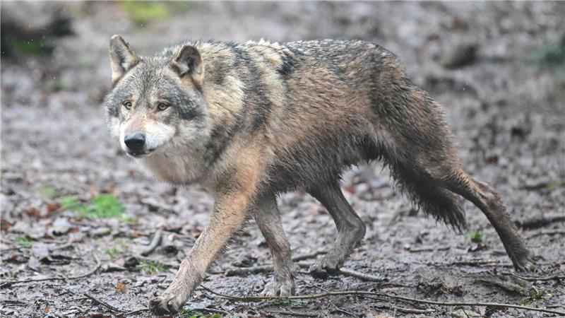 Durch Niedersachsens Wälder streifen inzwischen zahlreiche Wölfe. (Symbolbild)