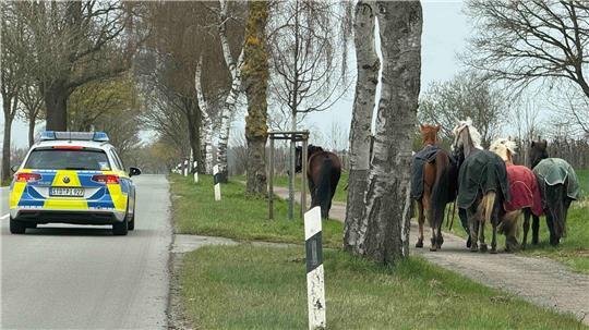 Durch das beherzte Eingreifen einiger Autofahrer konnten die Pferde von der Fahrbahn auf den Gehweg geführt werden.
