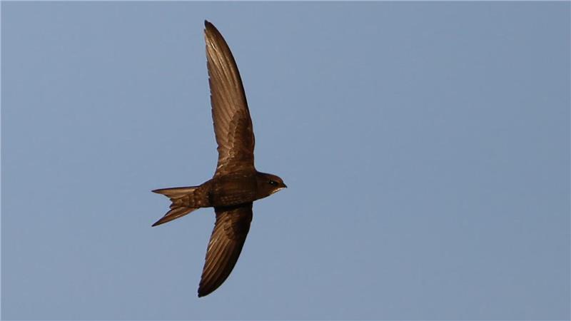 Extremhitze: Jungvögel flüchten aus überhitzten Nestern unterm Dach Durch die Hitzewelle scheint vielen Mauerseglern ein massiver Brutausfall zu drohen.