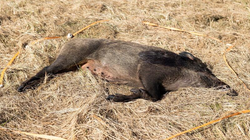Niedersachsen rüstet sich gegen Afrikanische Schweinepest Durch die realitätsnahe Simulation mit nicht infizierten Wildschweinkadavern sollen Mechanismen zur wirksamen Eindämmung der hoch ansteckenden Afrikanischen Schweinepest (ASP) trainiert werden.