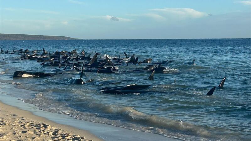 Dutzende Grindwale am Strand der Kleinstadt Dunsborough südlich von Perth.