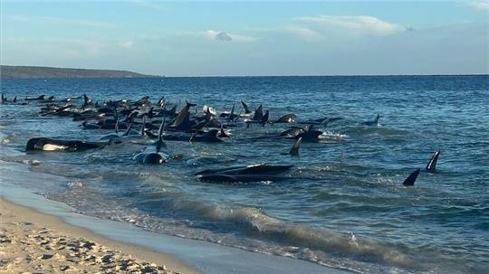 Dutzende Grindwale am Strand der Kleinstadt Dunsborough südlich von Perth.