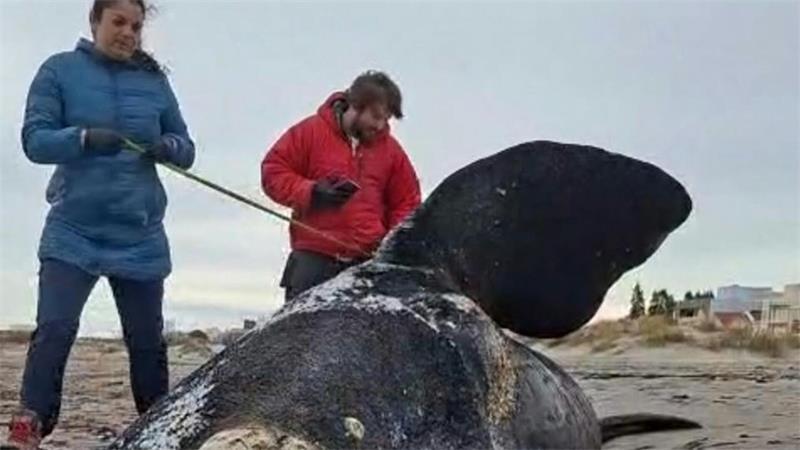 Dutzende toter Jungwale wurden in Patagonien an Land gespült.
