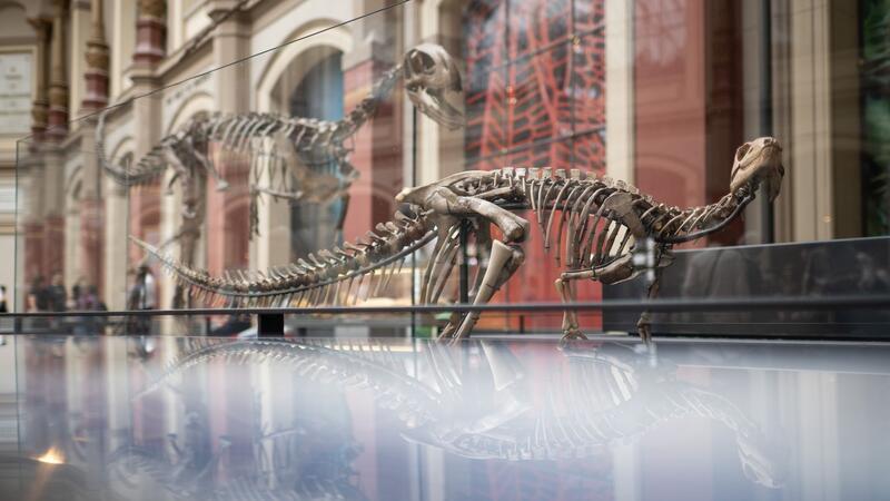 Hitler-Käfer und Mussolini-Falter - Dürfen Tiere so heißen? Dysalotosaurus lettowvorbecki: Der Name des Dinosauriers bezieht sich auf Paul von Lettow-Vorbeck, der als deutscher Offizier am Völkermord an den Herero und Nama beteiligt war.