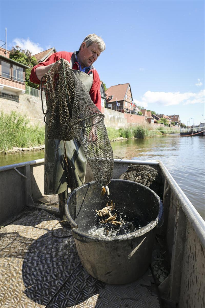 Eckhard Panz, Elbfischer, holt eine Reihe Aalreusen ein, die in der Elbe am Ufer von Lauenburg liegen.