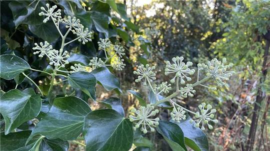 Efeu lässt sich mit der Blüte Zeit: Erst nach mehreren Jahren zeigen sich die schmuckvollen Blüten, die für Insekten eine wertvolle Nahrungsquelle im Herbst sind.