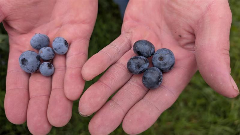 Egal ob Erdbeeren, Blaubeeren oder andere Früchte: Beim Selbstpflücken landen sie häufig direkt im Mund statt im Korb. (Symbolbild)